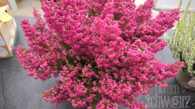 Erica gracilis, Glockenheide Erika