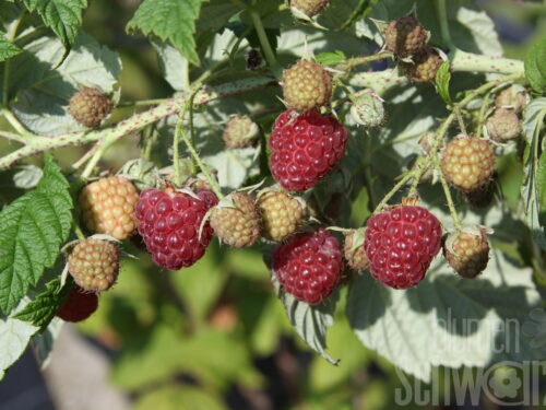 Rubus Autumn Bliss, Himbeere