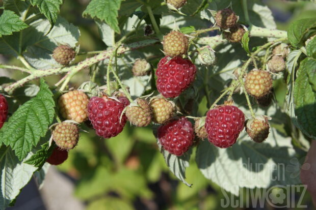 Rubus Autumn Bliss, Himbeere