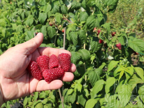 Rubus Autumn Happy, dornenlose Himbeere