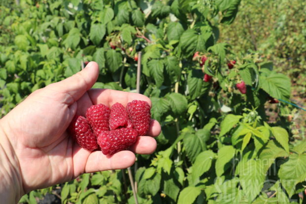 Rubus Autumn Happy, dornenlose Himbeere