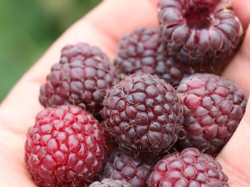 Rubus -Autumn Passion- T17 - Schwarzviolette Herbsthimbeere