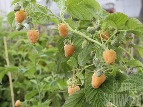 Rubus i. -Twotimer Sugana gelb- T17, Gelbe mehrmalstr. Himbeere