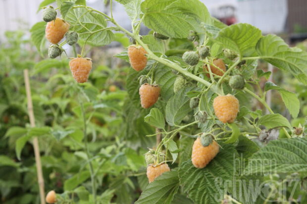Rubus i. -Twotimer Sugana gelb- T17, Gelbe mehrmalstr. Himbeere