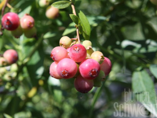 Vaccinium Pink Lemonade, rosa Heidelbeere
