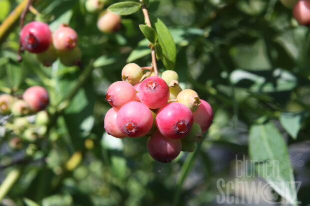 Vaccinium Pink Lemonade, rosa Heidelbeere