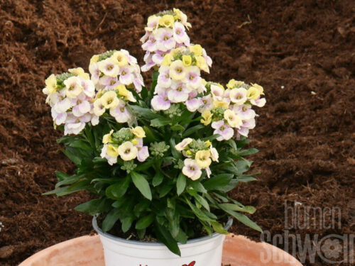 Erysimum RYSI Winter Charme