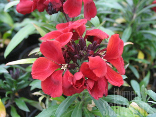 Erysimum RYSI Winter Passion