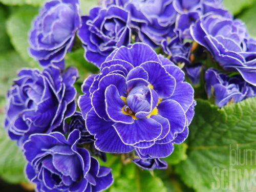 Primula Belarina Violetta
