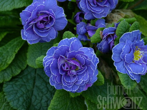 Primula Belarina Ocean Blue