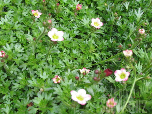 Saxifraga SO SAXY Appleblossom