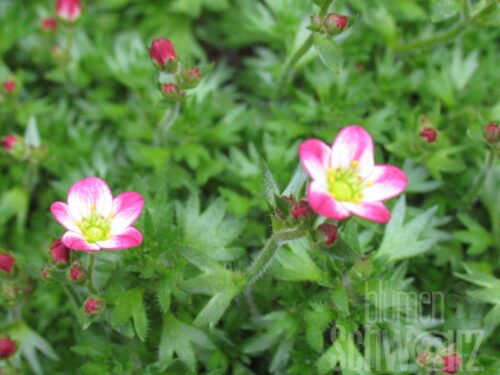 Saxifraga SO SAXY Dark Rose