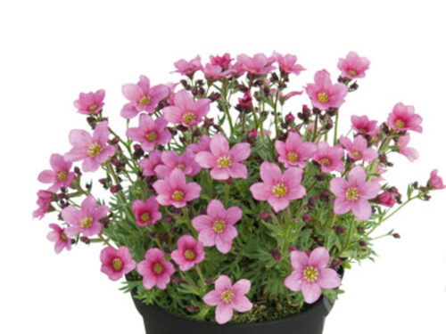 Saxifraga SO SAXY Rose