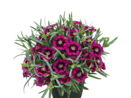 Dianthus Berry Touch