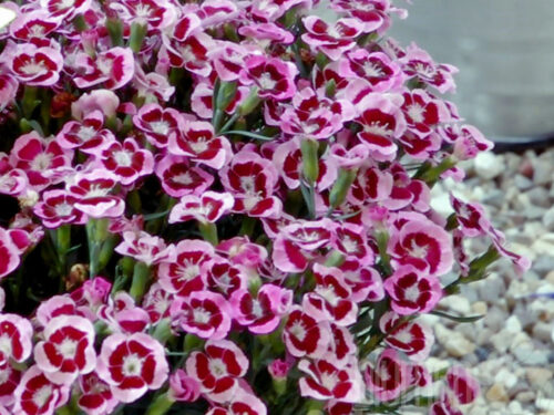 Dianthus Fairy Tail Big Touch