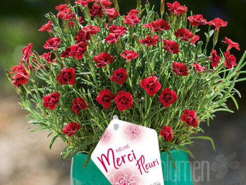 Dianthus MERCI Fleuri