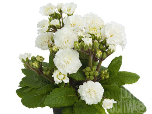 Primula Frosty White