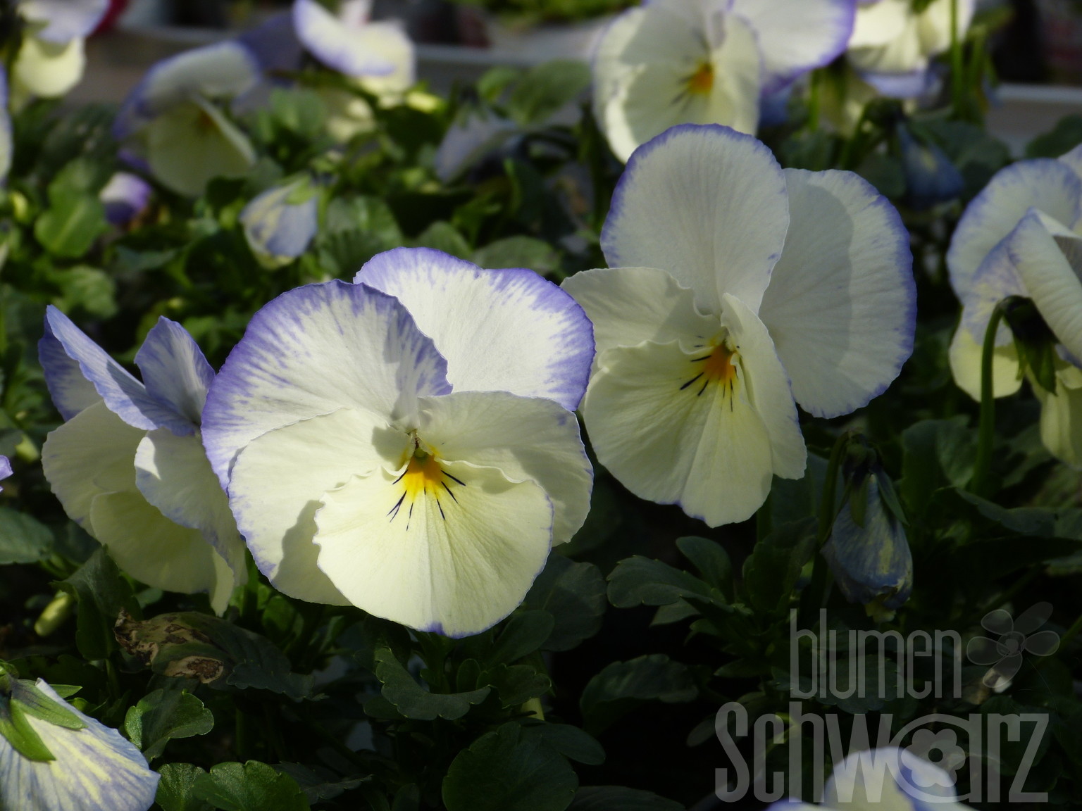 Viola cornuta Etain, Hornveilchen