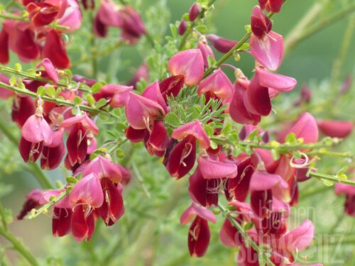 Cytisus sco. Red Favorit T17 - Dunkelroter Edelginster