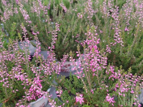 Calluna Amethyst
