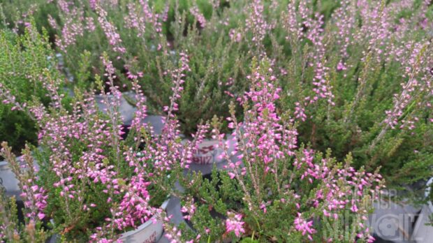 Calluna Amethyst