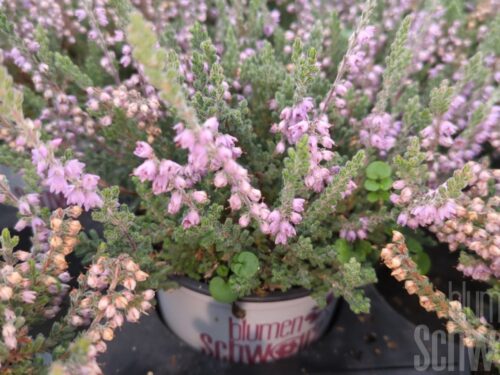 Calluna Silver Knight, Besenheide