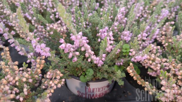 Calluna Silver Knight, Besenheide