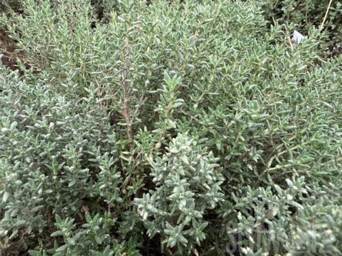 Thymus citriodours Summerdreams Lemon Green