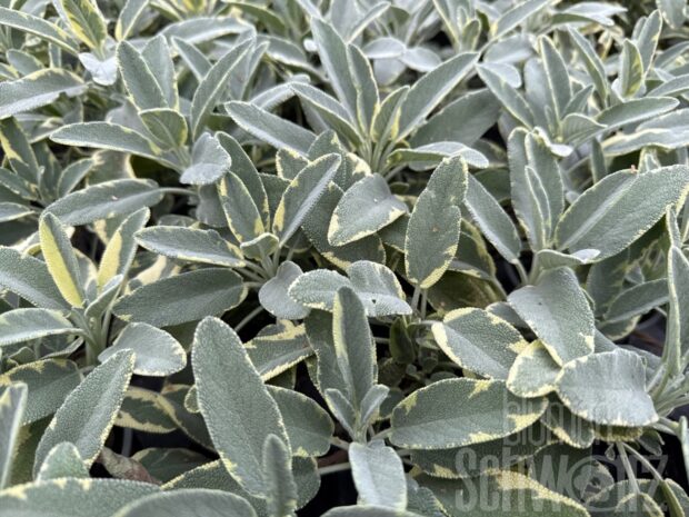 Salvia Rothmühle, Salbei
