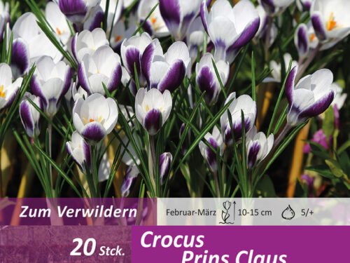 Krokusse spezies purpur-weiß