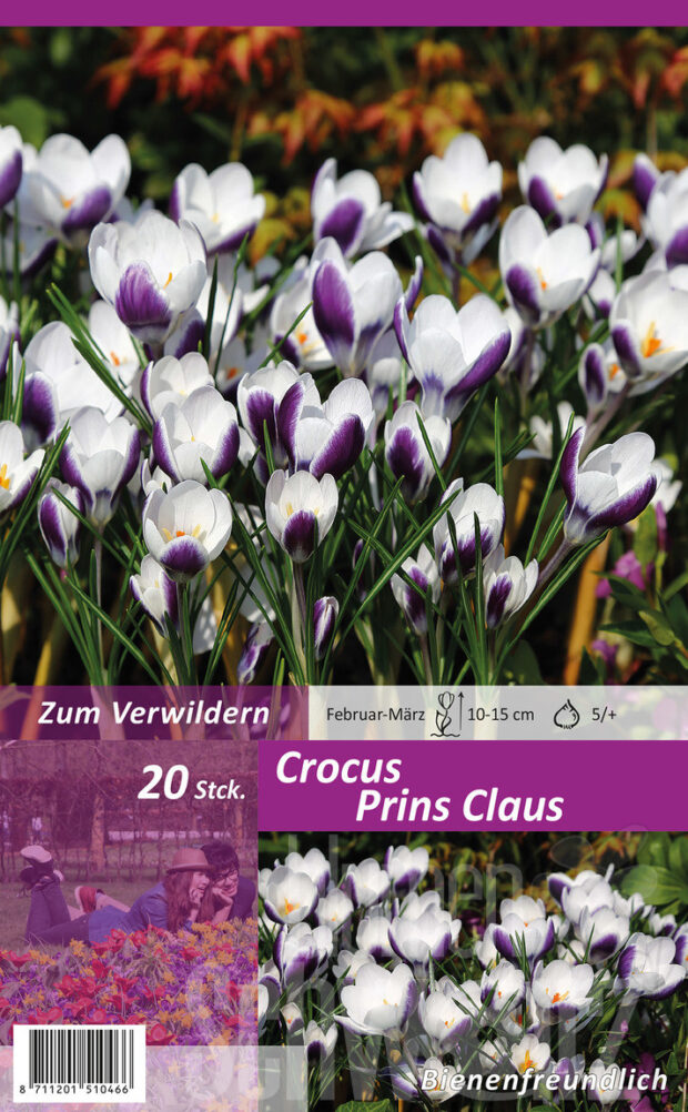 Krokusse spezies purpur-weiß