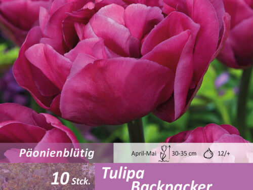 Gefüllte späte violett-rosa