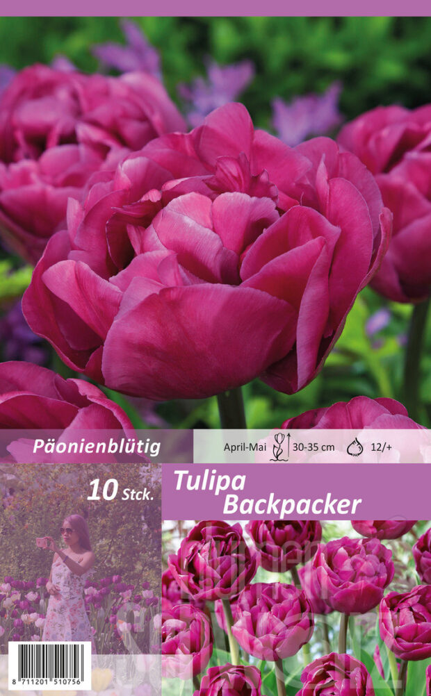 Gefüllte späte violett-rosa