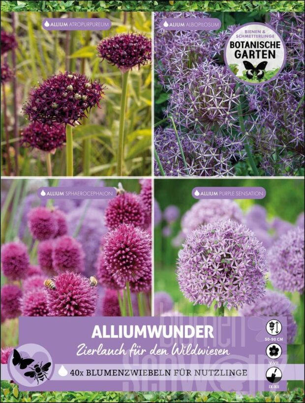 B&S Alliumwunder