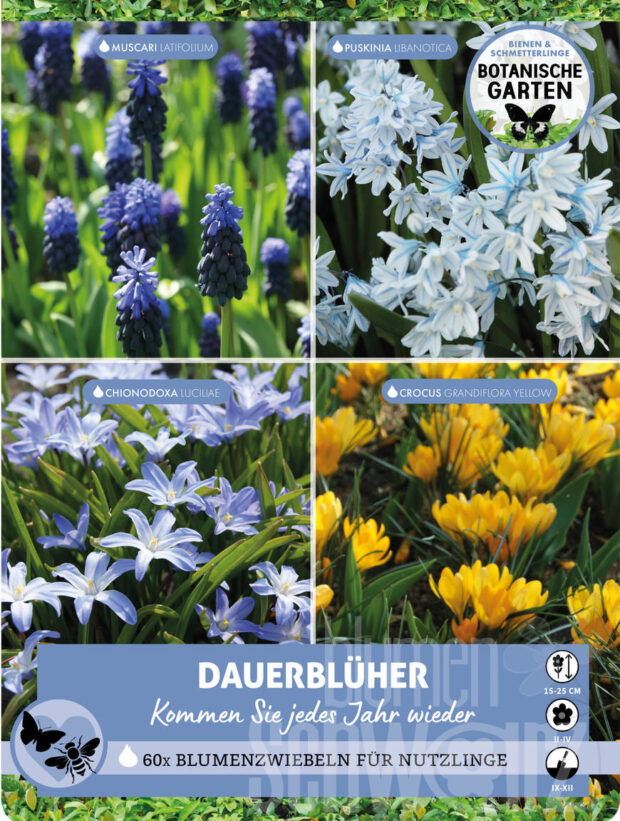 B&S Dauerblüher