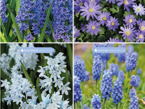 B&S Botanisches Blau