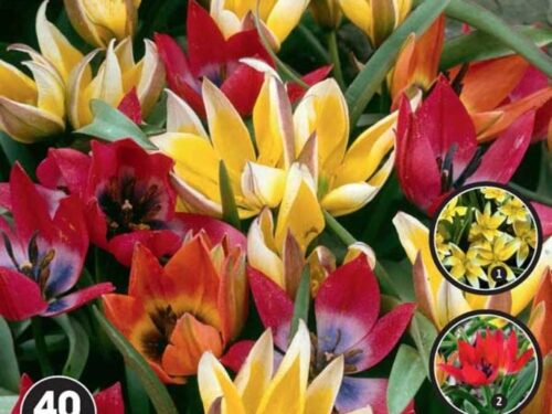 Sort. Naturwunder Tulpen