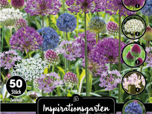 Sort. Allium Allegro