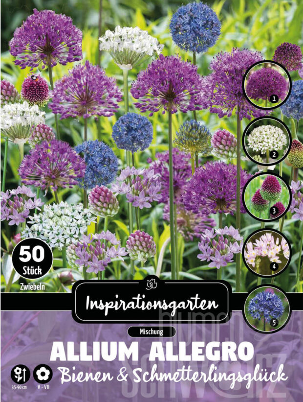 Sort. Allium Allegro