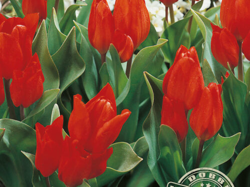 Botanisch Wild rot