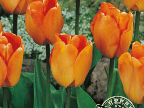 Darwin Hybride gelb-orange