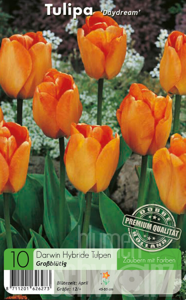 Darwin Hybride gelb-orange