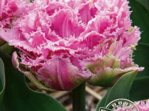 Crispa rosa gefranst