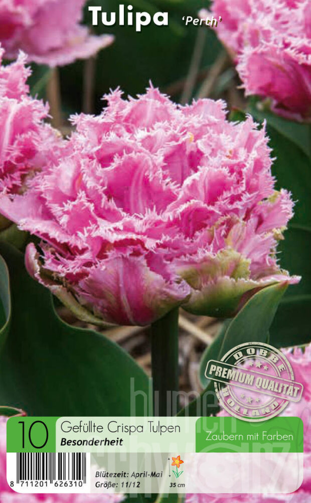 Crispa rosa gefranst