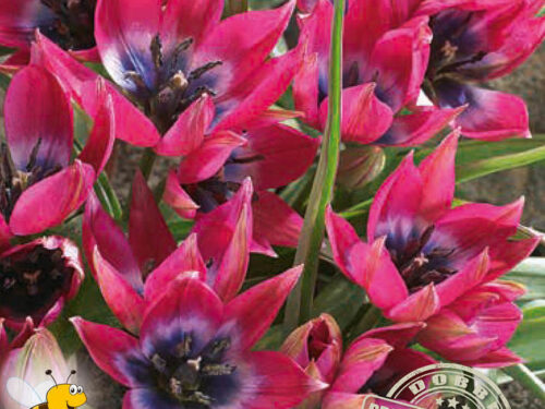Botanisch Wild purpur