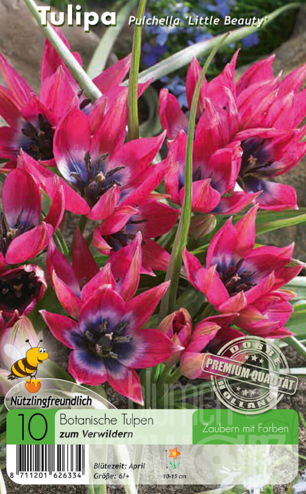 Botanisch Wild purpur
