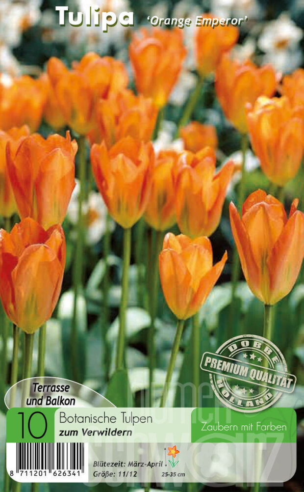 Fosteriana orange