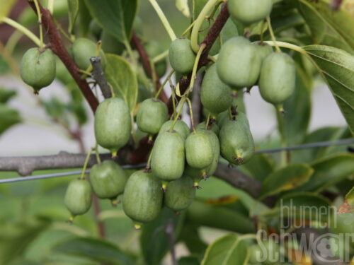 Actinidia Super Issai, Kiwi selbstfruchtend