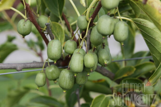 Actinidia Super Issai, Kiwi selbstfruchtend