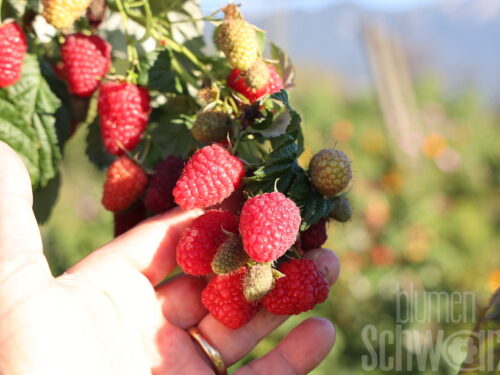 Rubus i. -AllYouNeed Twotimer- T17, Dornlose mehrmalstr. Himbeere